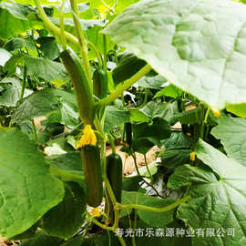 辣椒苗子螺丝椒线椒厂家销售 蔬菜种子批发 辣椒种子批发