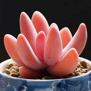 I Red Finger Single-Headed Multi-Headed Succulent Plant Indoor Desktop Potted Combination Succulent Plant