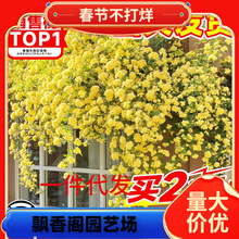 一件代发黄木香花苗爬藤植物花卉重瓣白木香树苗蔷薇阳台庭院四季