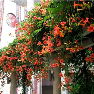 Wholesale Courtyard Climbing Plants, Lingxiao Flower Seedlings, Lingxiao Large Saplings, Wall-Resistant Flower Bases, Direct Supply