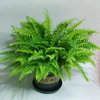 波斯顿蕨类植物造景盆栽吊兰垂吊室内摆件绿植波士顿蕨霸王蕨肾蕨
