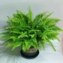 波斯顿盆栽蕨类植物吊兰
