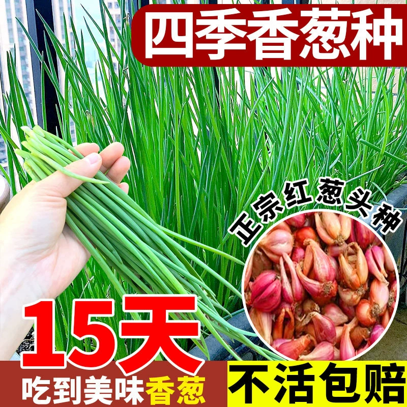 Семена чеснока для домашнего садоводства, подходят для посадки красного лука в горшках на балконе, семена овощей для всех сезонов.