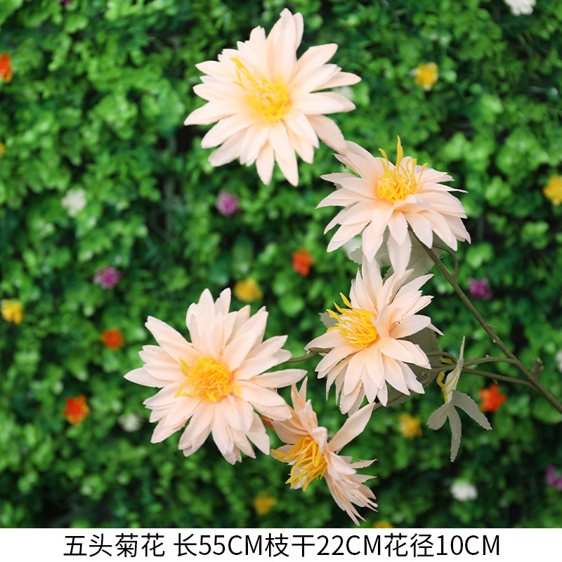 5 머리 국화-샴페인