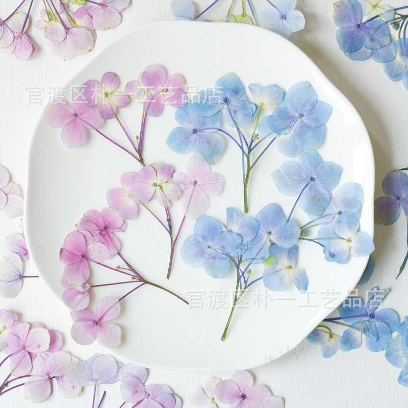 Branchless Hydrangea Embossed Specimen Primary Color Dried Flower Embossed Wholesale Flower Embossed diy Material Gel Drop