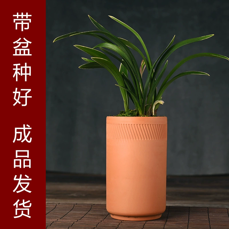 Настольные развлечения Хорошее выращивание Jianlan Micro Landscape Series Экологическое выращивание Хорошая доставка Творческое зеленое растение Комнатное растение
