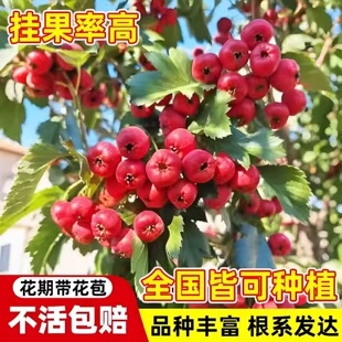 ɽ高�����������t��ɽ����Ϸ������Nֲ���Ե���ɽ髼޽ӹ���