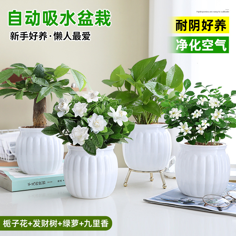 [베스트셀러 4화분] 치자나무 + 돈나무 + 청무 + 구리향