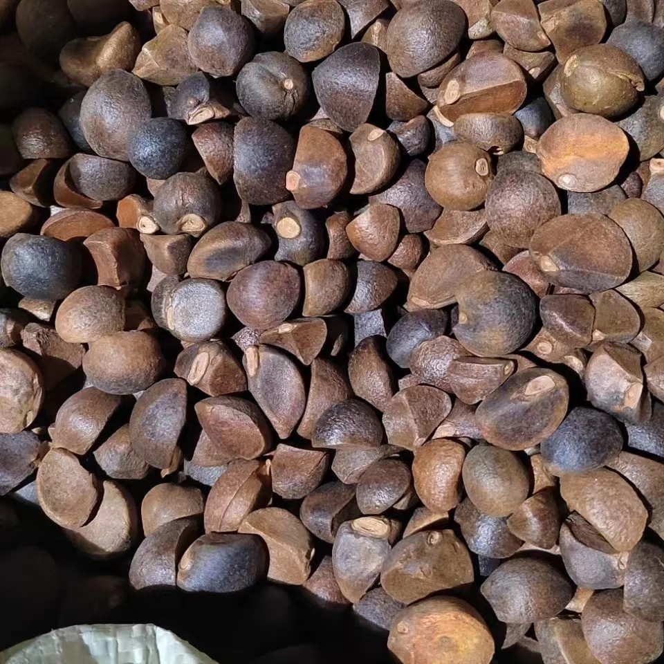 特产地茶籽批发江西高山茶油压榨木本油料天然油茶籽油干油茶籽仁