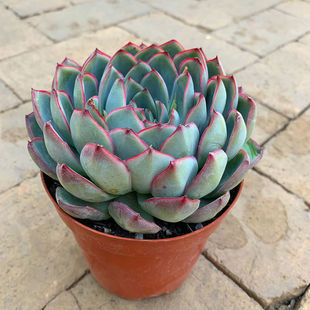 Yanji Large Single-Headed Succulents Potted Florals and Green Plants Yunnan Exposed Base Straight Hair Free Shipping Just One