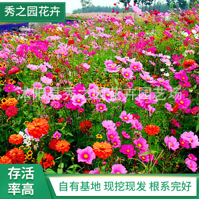 wholesale Flower seeds Wildflowers combination flowers and plants Multiple Flower combination Rich colors Long flowering period