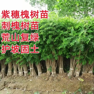Purple-Spike Locust Saplings, Sand-Proof and Sand-Fixing Slope Protection Shrubs, National Locust Saplings, Redbud Saplings, Cold-Resistant and Drought-Resistant Soil-Fixing Greening Seedlings