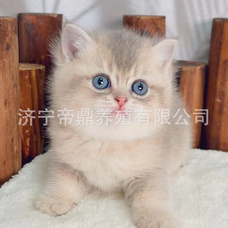 猫活体蓝金猫幼猫活体金渐层幼猫活体美短虎斑猫咪缅因猫幼猫活体