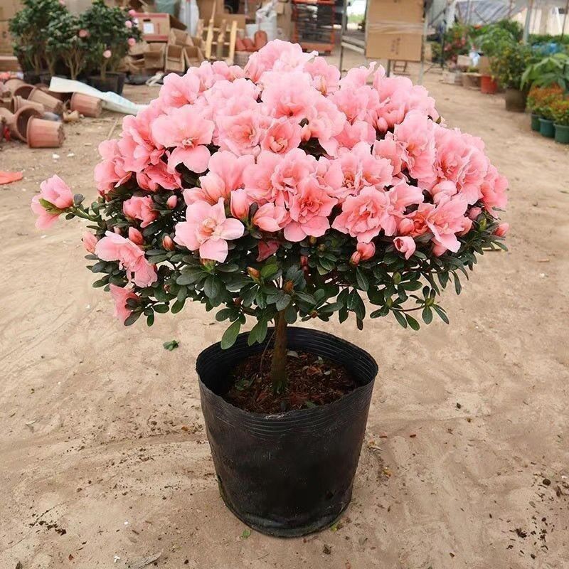 ���N�����Ԏ������Gֲ���҃��̨�ļ��_���d�ӻ����Ϙ��ͺ��r����