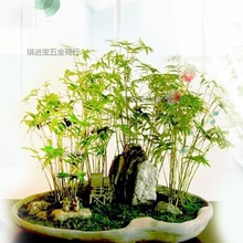 水培米竹懒人水培米竹水养竹植物室内米竹苗盆景竹子小型米竹盆栽