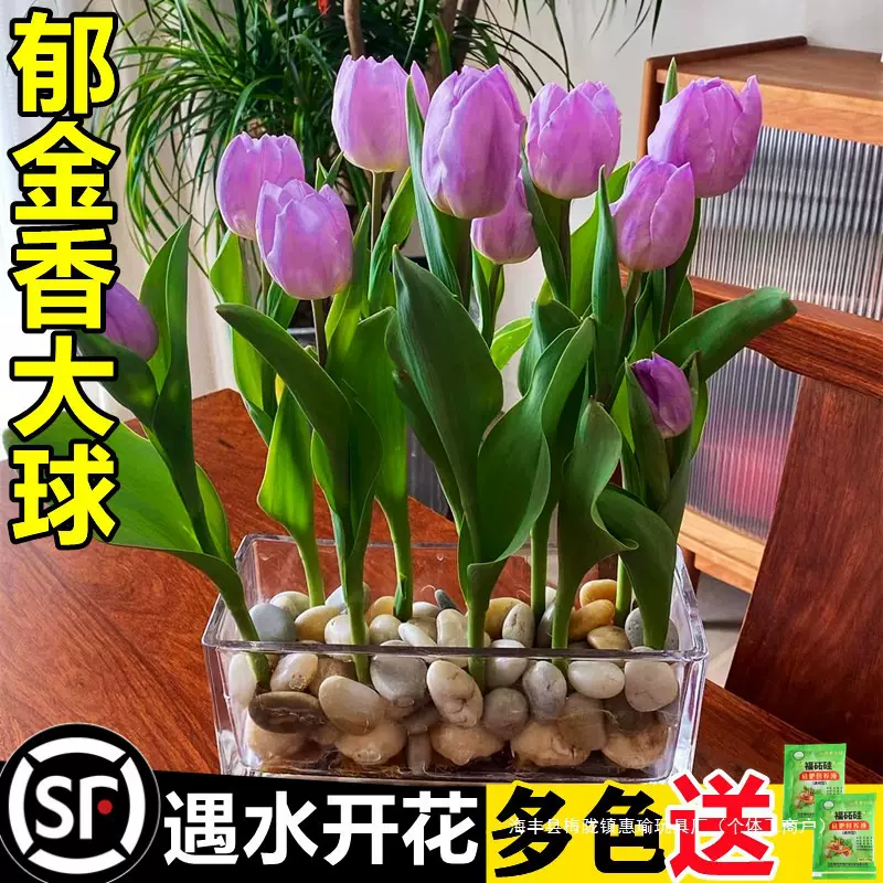 郁金香种球进口重瓣水培植物室内绿植盆栽种子水仙花卉风信子水养