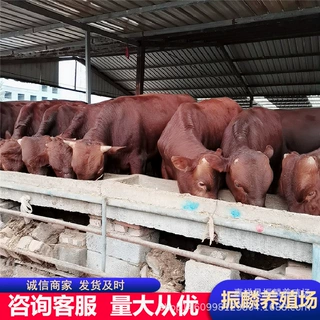 西门塔尔肉牛苗养殖鲁西黄牛小牛犊子 利木赞种牛多少一头小牛崽