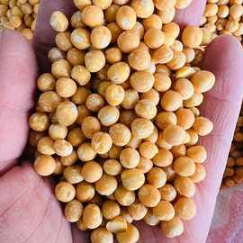 脱皮豌豆 豌豆仁去皮豌豆仁 黄豌豆 批发豌豆新鲜