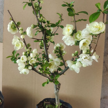 ĻԾGʯɫļ辰̨ܾ҃Gֲ