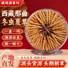 西藏那曲冬虫夏草 2025头期高海拔干虫草产地直发商用可打粉断草