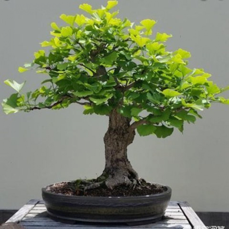 【买一发二】银杏树盆景盆栽室内好养办公桌绿植矮霸造型花卉绿植
