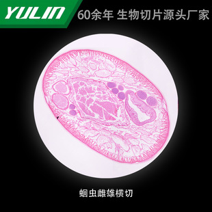 Grasshopper Male and Female Cross-cut University Medical Academy School Tissue Disease Marble Wax Slide Specimen Microscope