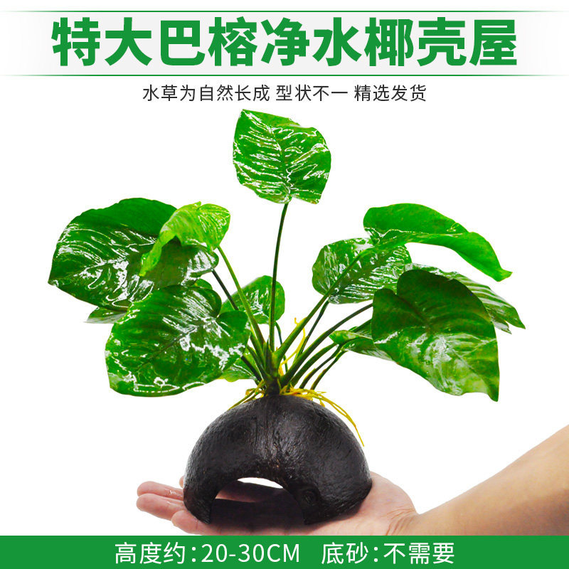 特大巴榕净水椰壳屋