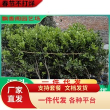 �Ĵ��~�ɠ�Ě���� �޽�Ě�Ș�����Ә��� Ě���� �������ӹ�����
