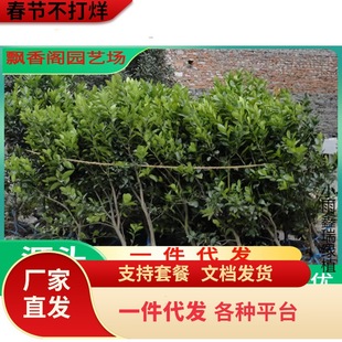 �Ĵ��~�ɠ�Ě���� �޽�Ě�Ș�����Ә��� Ě���� �������ӹ�����
