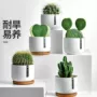 盆栽桌面可爱电脑小盆栽