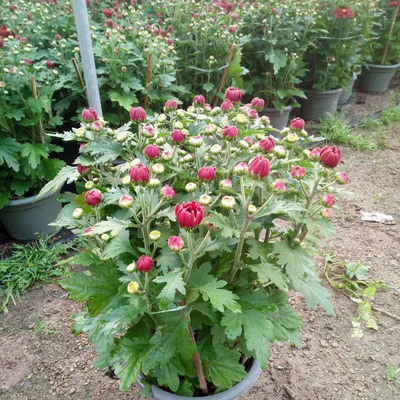 丽金菊花红菊花黄菊花万寿菊带花苞公园节日日绿化摆花款