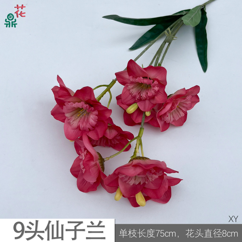 9두 선녀란 XY 연한 장미색