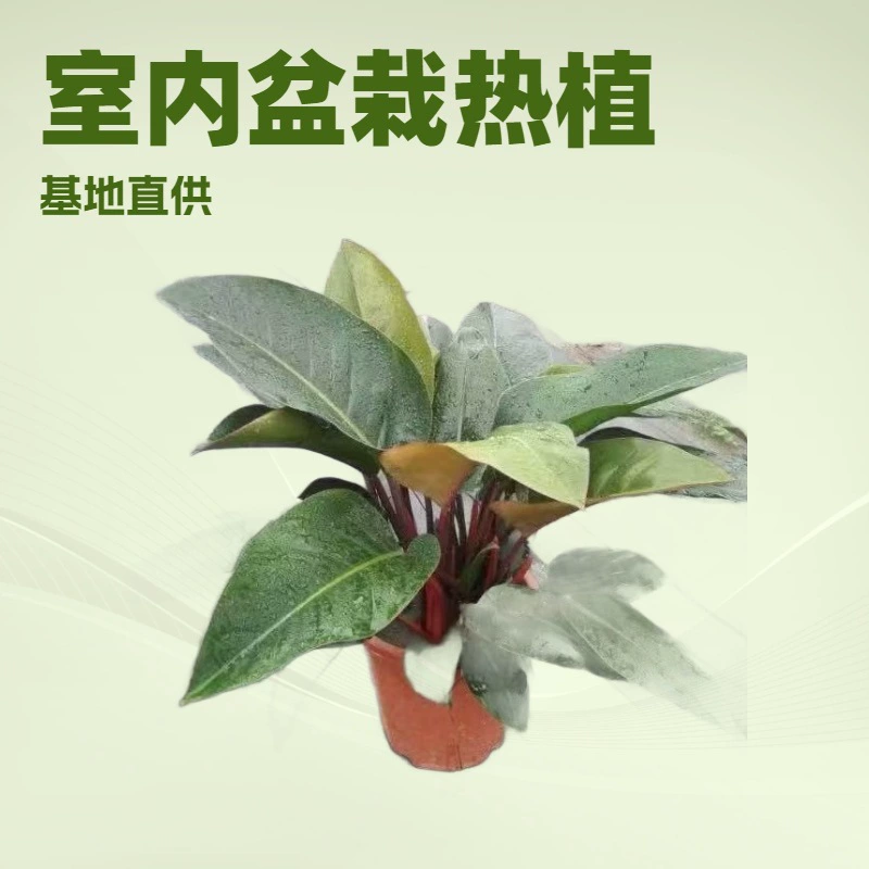 База поставляет зеленые растения для офиса и дома, растения в горшках с красными и золотыми бриллиантами, ландшафтные растения и цветы оптом.