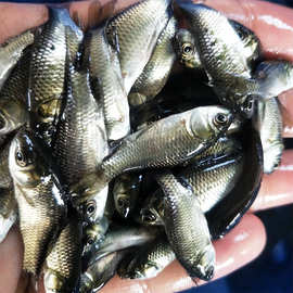 草鱼苗价格最新动态