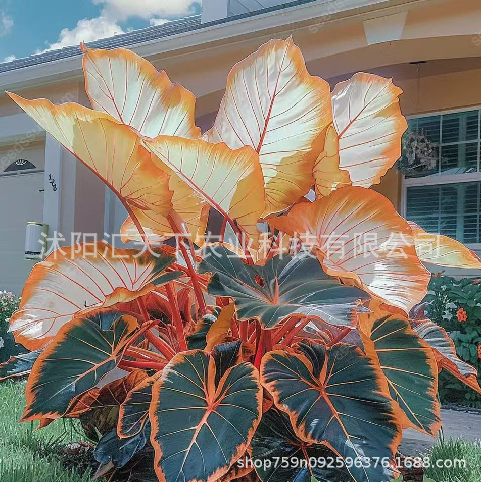 O1CN01J9KgBt1XFxf9b96Kz_!!2216