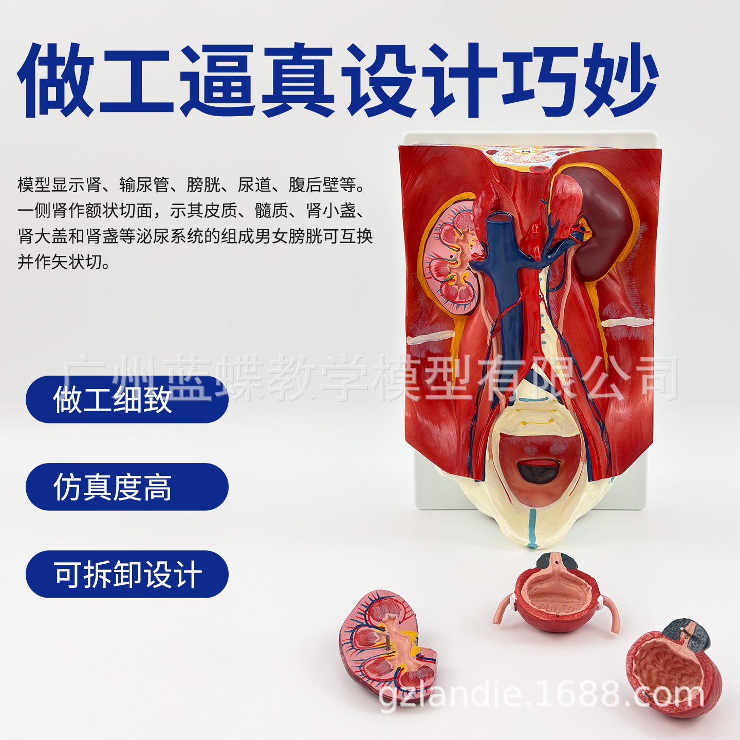 ��������ϵͳģ�͸�ǻ���������׸�ǻ����ҽѧ���ʽṹҽ�ƽ�ѧ