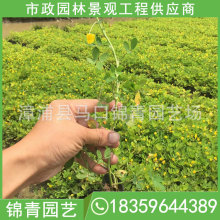 遍地黄金 遍地黄金品牌 图片 价格 遍地黄金批发 阿里巴巴