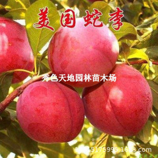 ��Ʒ�N��������Ʒ�N���Ә�������������޽�����������䮔��Y��