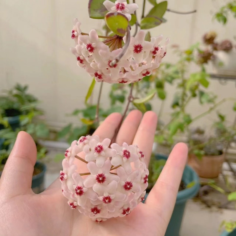 羊脂玉球兰四季绿植懒人悬挂阳台庭院吊爬藤耐旱垂吊心形兰花