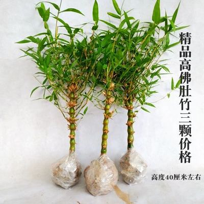 고급 대나무 3개