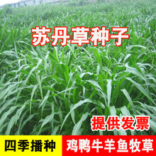 多年生黑麦草种子苏丹草牧草喂鱼猪牛羊鸡鸭鹅四季高产高丹草草籽