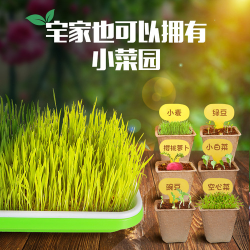 Children's planting observation seed germination and growth scientific experiment set primary school students diy potted planting toys