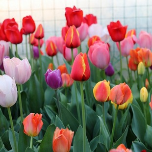 Tulip Bulbs, Perennial Flower Seeds, Soil Culture, Hydroponic Florals, Indoor and Outdoor Courtyard Planting, Tulip Flower Bulbs
