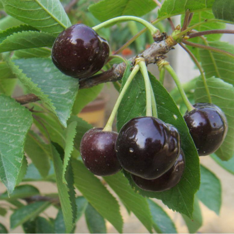 61t1t1NNNbL._SL1023__meitu_20