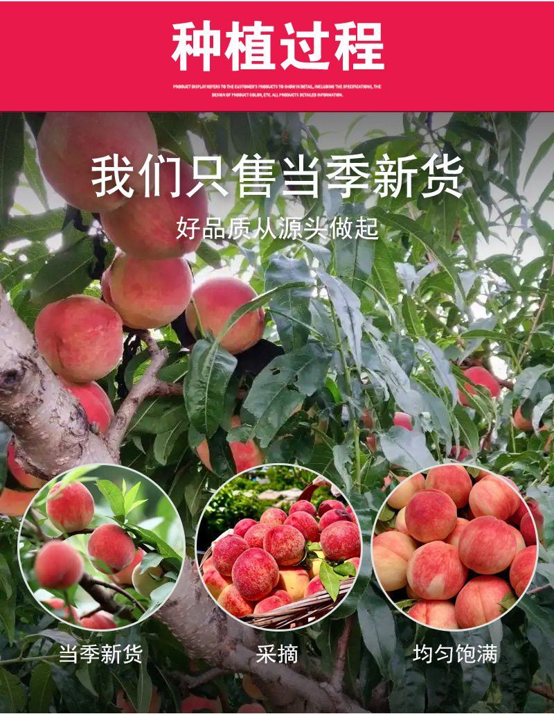 Freeze-Dried Peach Crisps (Prunus persica) — FD White Peach Snack for Tea & Daily Enjoyment specifications