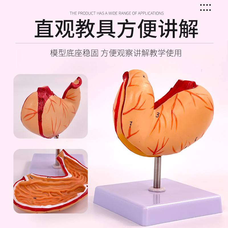 ��ѧ������������θ����ģ�� ��Ȼ��θģ�� θ���� θģ��θ����