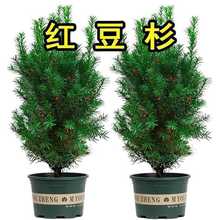 ڼtɼ玧؁҃ͥԺϱͺGֲB