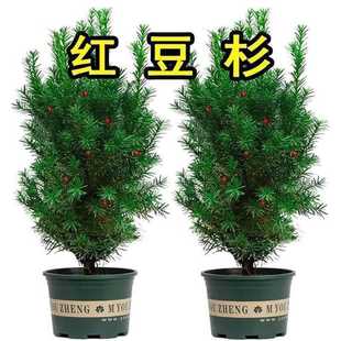 ���ڼt��ɼ����玧�����؁������҃���ͥԺ�ϱ����ͺ��Gֲ����B