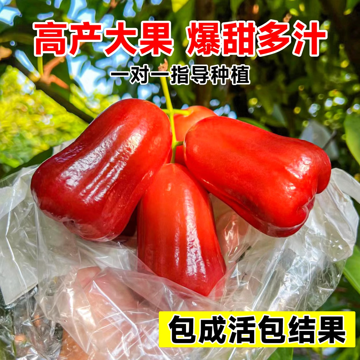 莲雾树苗黑糖芭比大叶红台湾嫁接新品种南方果树庭院四季地栽带土