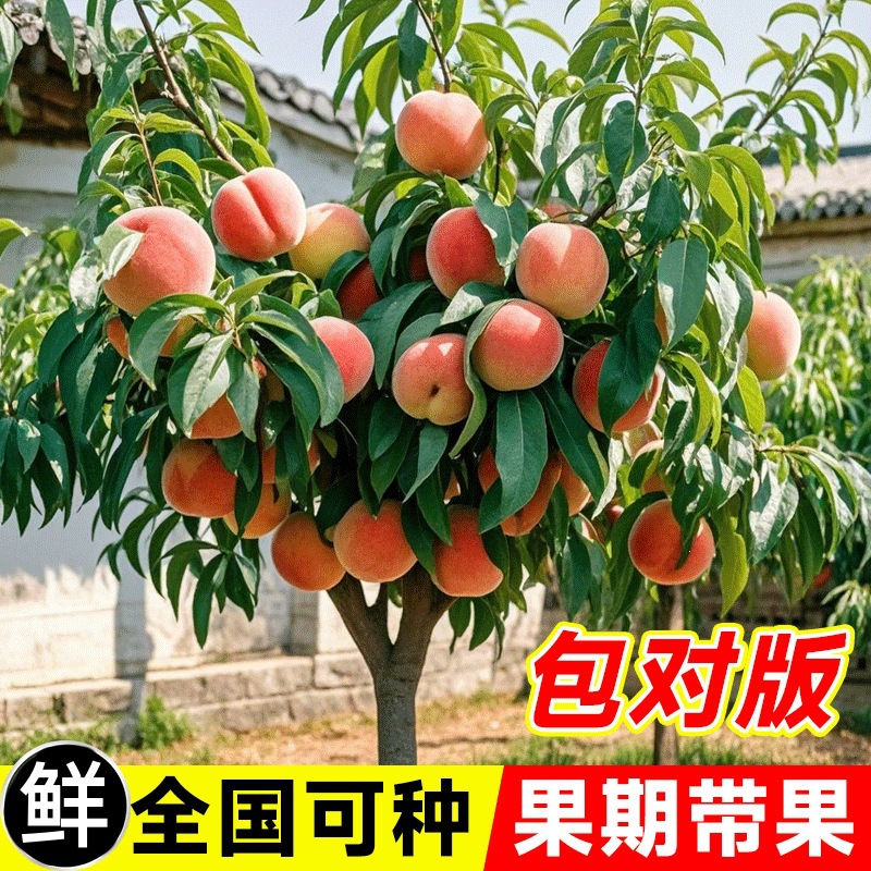 桃树苗水蜜桃苗正宗奉化无锡阳山水蜜桃苗树桃树嫁接地栽当年结果